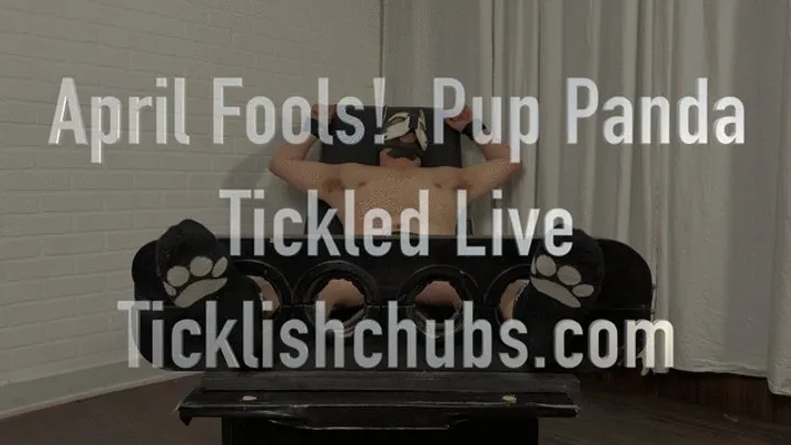 Ticklishchubs - April Fools! Pup Panda Tickled Live!