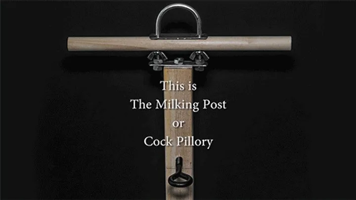 Tugs And Tootsies - Locked into the Milking Post - Camera Angle 4