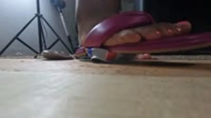 Goddessmxdominion - food and object crush - Under Her Heels: Close-Up Can Destruction, foot domination, crush, sandals, foot fetish 1080
