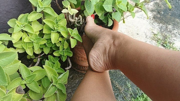 Goddess Foot Fetish - Beautiful feet with large pronounced arches (3)