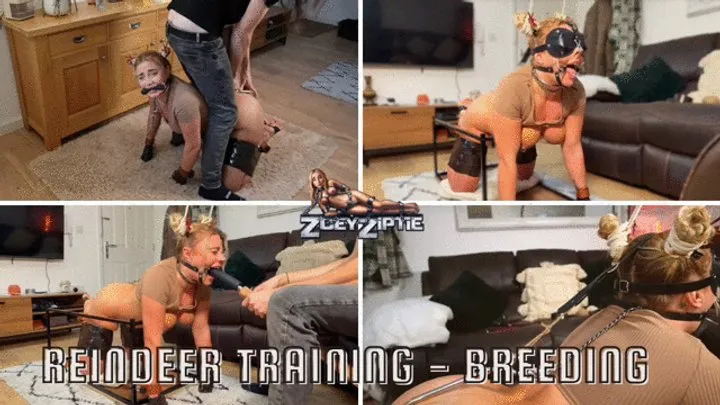 Zoey Ziptie - Reindeer Training - Breeding Prep, Dildo suck and fuck insemination