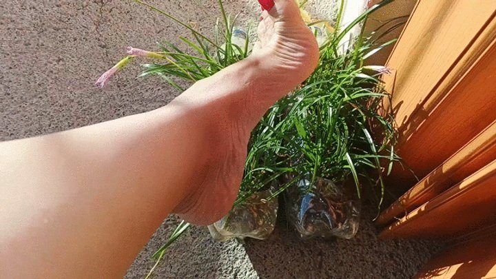 Goddess Foot Fetish - Simply marvelous with pronounced arches (7)