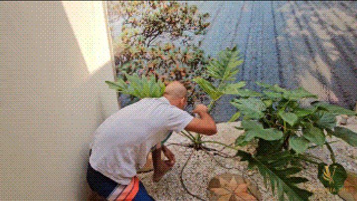 Butt Worship Empire - 109KG BBW FACE SITTING ON THE NAUGHTY GARDENER DOMINATION - BY ROSALIA PEACH AND VICTOR RAMOS - FULL VERSION IN FULL HD - NEW APRIL 2026
