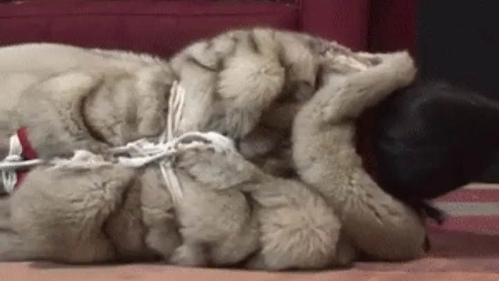 Gina Rae Michaels Bondage - Tight hogtie in lavish fur and pantyhose