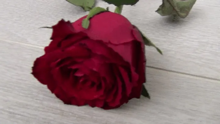 Boblory - Trampled a red rose with my barefoot d