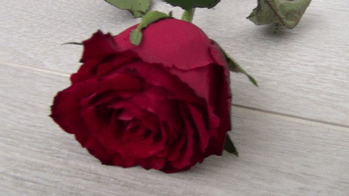 Story Of Alice - Trampled a red rose with my barefoot dd